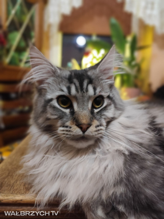 Wałbrzyszanie mają kota. Poszukaj swojego