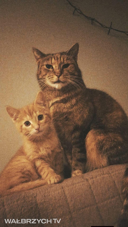 Wałbrzyszanie mają kota. Poszukaj swojego