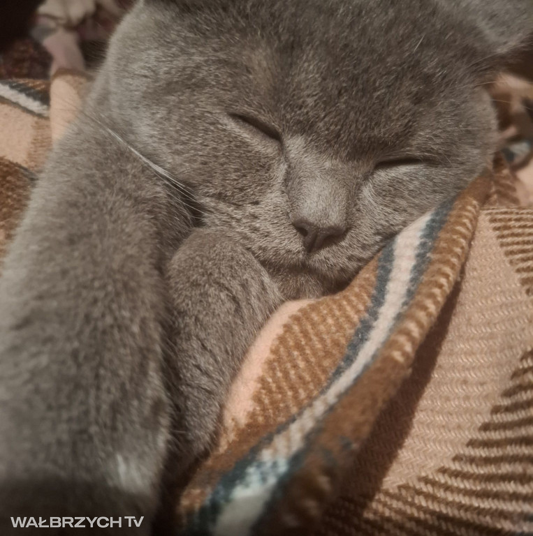 Wałbrzyszanie mają kota. Poszukaj swojego