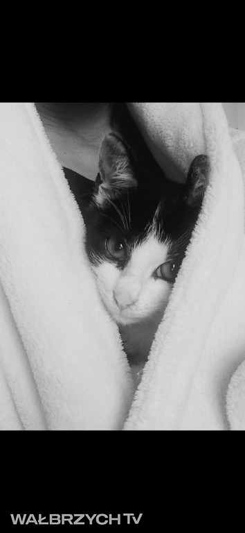 Wałbrzyszanie mają kota. Poszukaj swojego