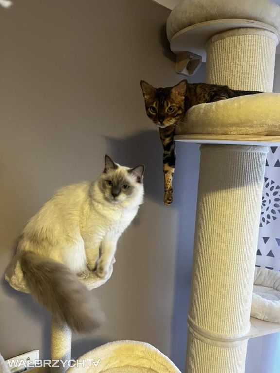 Wałbrzyszanie mają kota. Poszukaj swojego