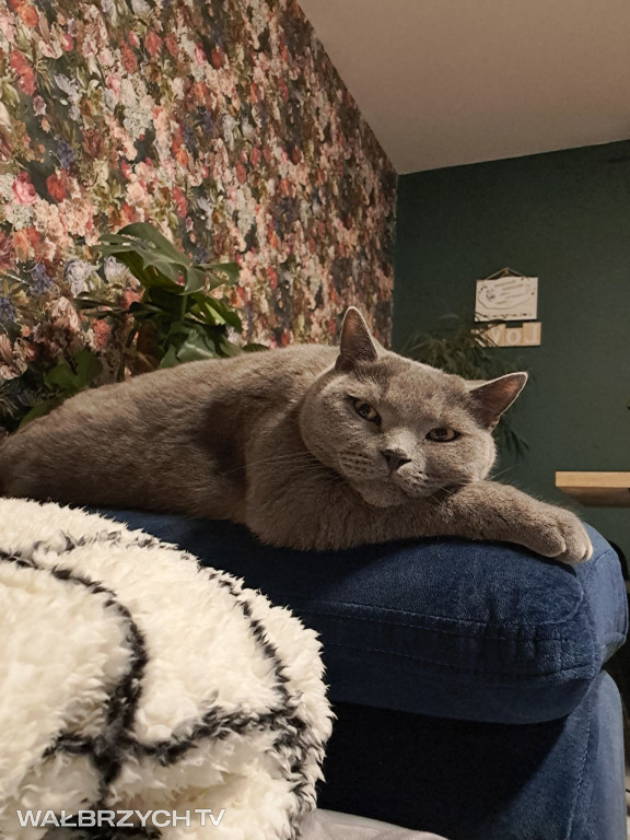 Wałbrzyszanie mają kota. Poszukaj swojego