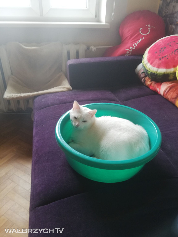 Wałbrzyszanie mają kota. Poszukaj swojego