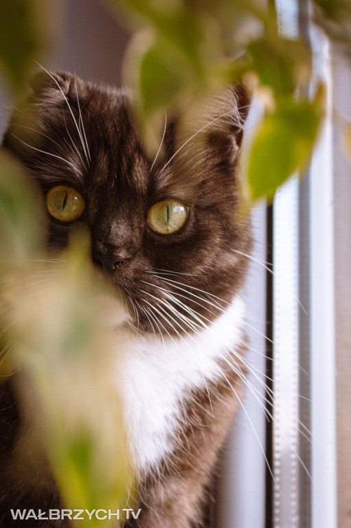 Wałbrzyszanie mają kota. Poszukaj swojego