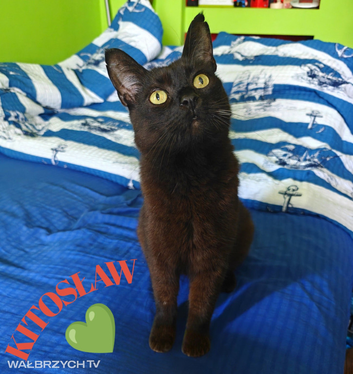 Wałbrzyszanie mają kota. Poszukaj swojego