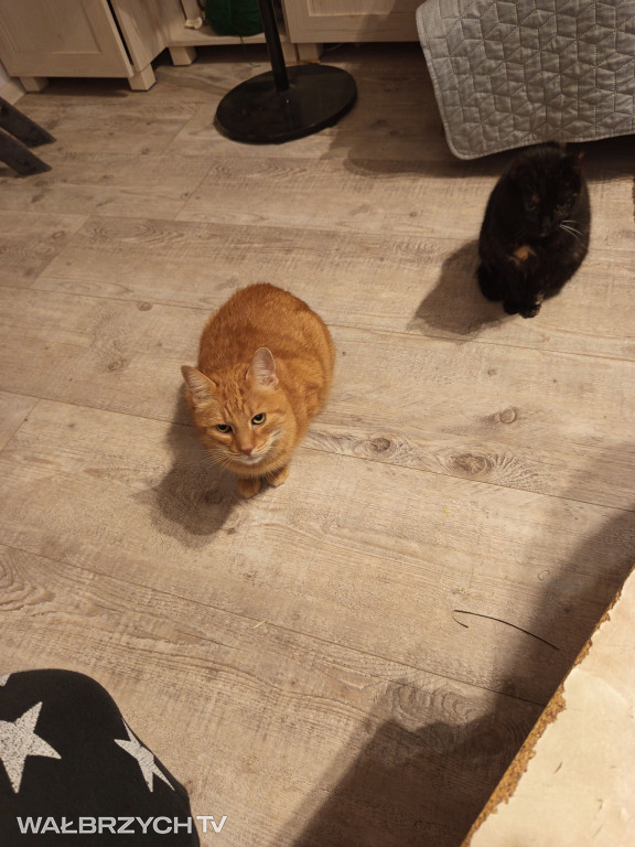 Wałbrzyszanie mają kota. Poszukaj swojego