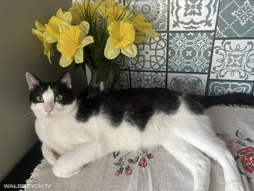Wałbrzyszanie mają kota. Poszukaj swojego