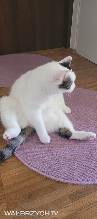 Wałbrzyszanie mają kota. Poszukaj swojego