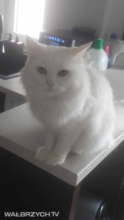 Wałbrzyszanie mają kota. Poszukaj swojego