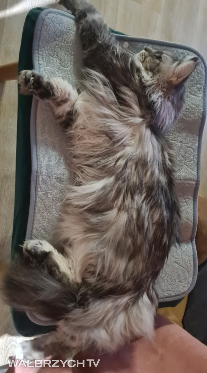 Wałbrzyszanie mają kota. Poszukaj swojego