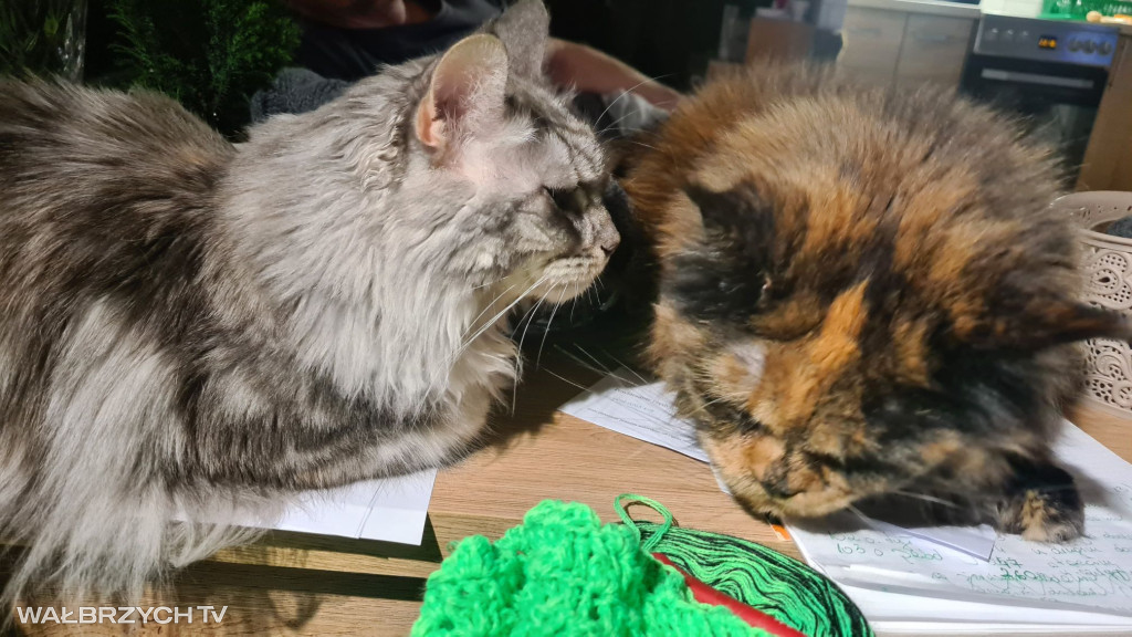 Wałbrzyszanie mają kota. Poszukaj swojego