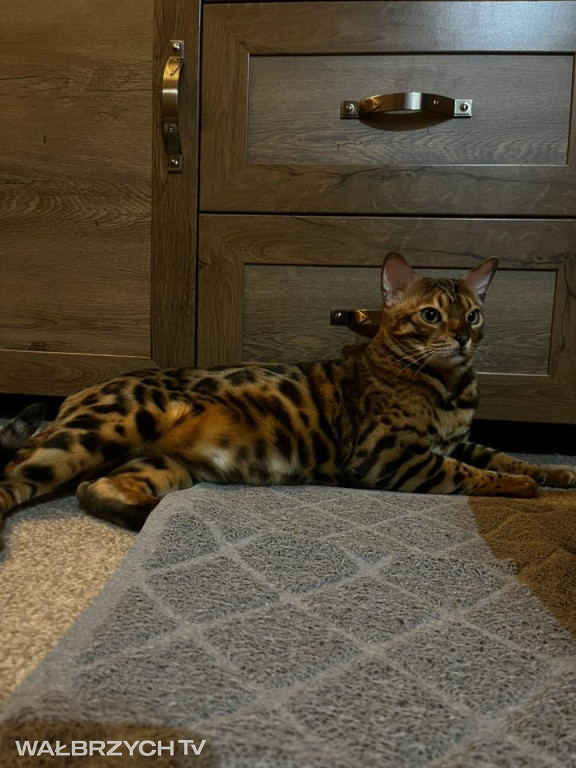 Wałbrzyszanie mają kota. Poszukaj swojego