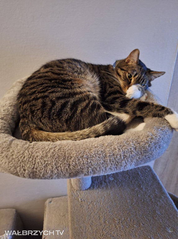Wałbrzyszanie mają kota. Poszukaj swojego