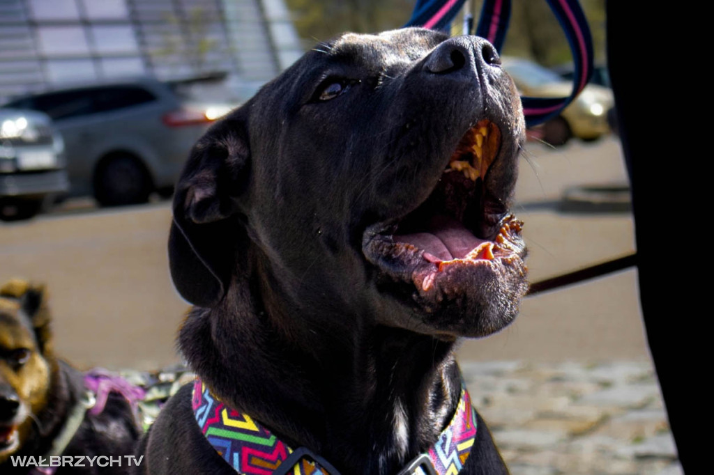 Spacer na Cztery Łapy - ostatni weekend kwietnia