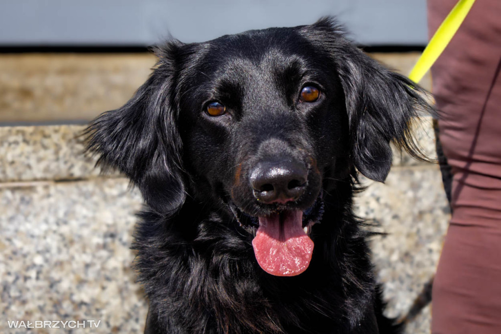 Spacer na Cztery Łapy - ostatni weekend kwietnia