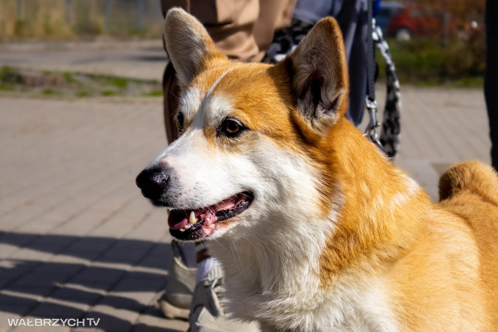Spacer na Cztery Łapy - ostatni weekend kwietnia