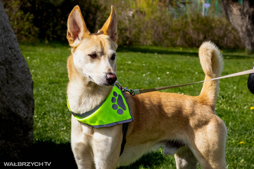 Spacer na Cztery Łapy - ostatni weekend kwietnia