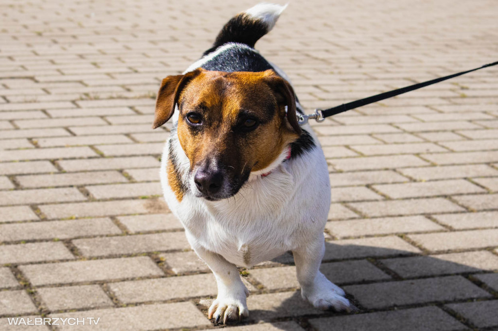 Spacer na Cztery Łapy - ostatni weekend kwietnia