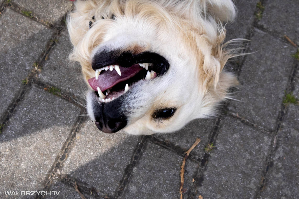 Spacer na Cztery Łapy - ostatni weekend kwietnia
