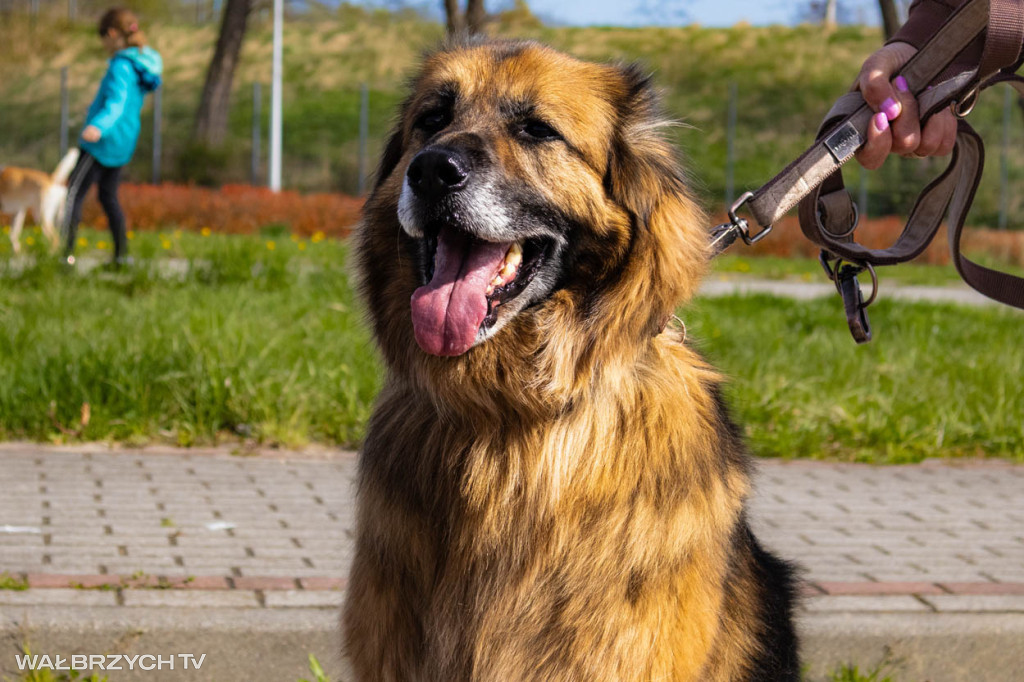 Spacer na Cztery Łapy - ostatni weekend kwietnia