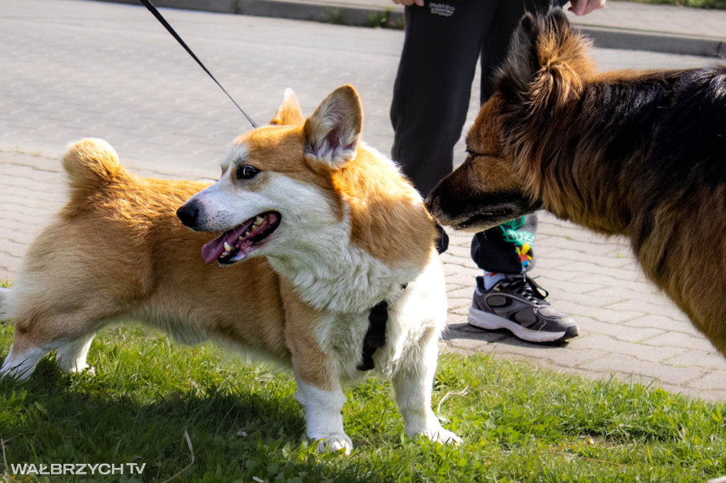 Spacer na Cztery Łapy - ostatni weekend kwietnia