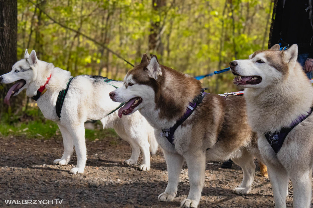 Spacer na Cztery Łapy - ostatni weekend kwietnia