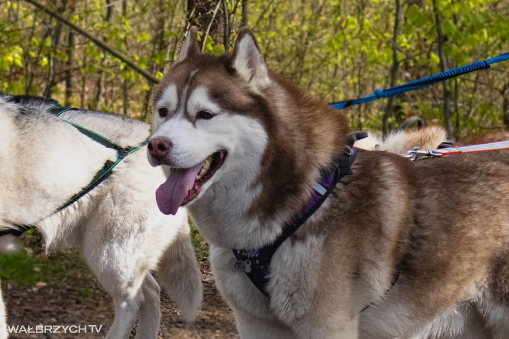 Spacer na Cztery Łapy - ostatni weekend kwietnia