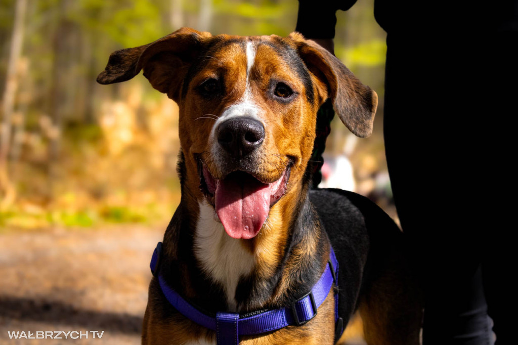 Spacer na Cztery Łapy - ostatni weekend kwietnia