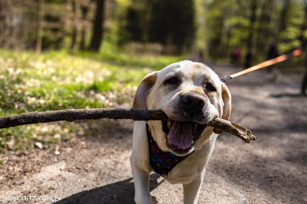 Spacer na Cztery Łapy - ostatni weekend kwietnia