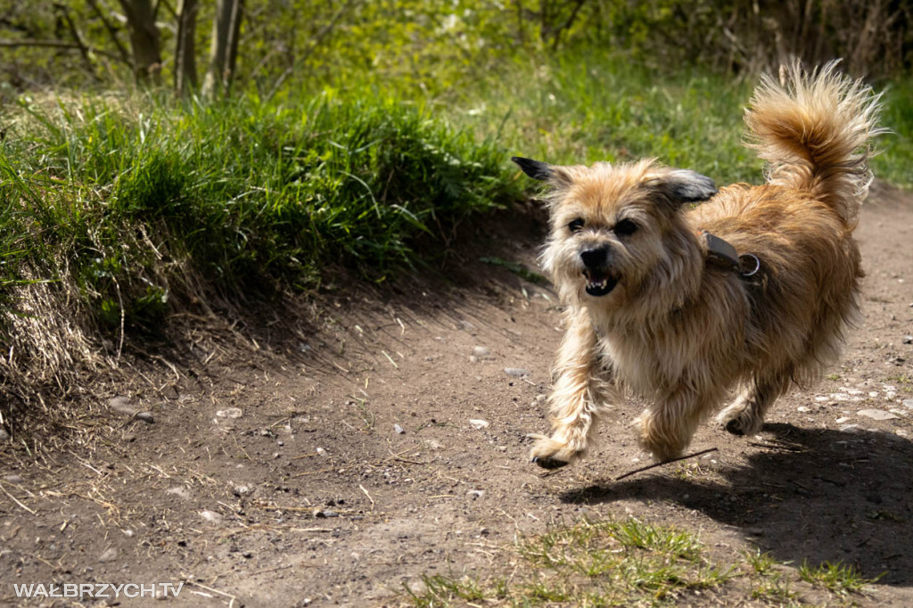Spacer na Cztery Łapy - ostatni weekend kwietnia