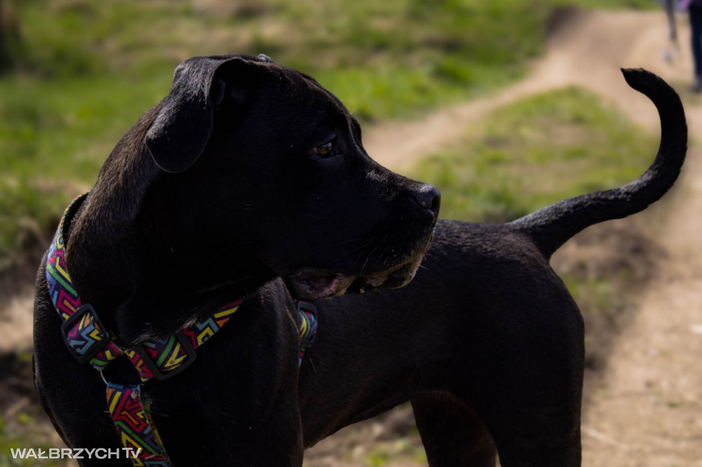 Spacer na Cztery Łapy - ostatni weekend kwietnia