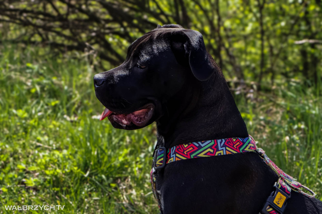 Spacer na Cztery Łapy - ostatni weekend kwietnia