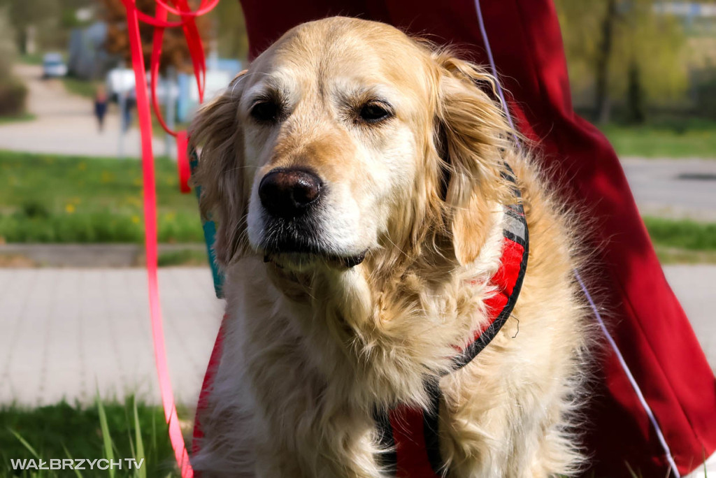 Spacer na Cztery Łapy - ostatni weekend kwietnia