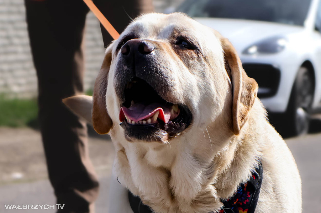 Spacer na Cztery Łapy - ostatni weekend kwietnia