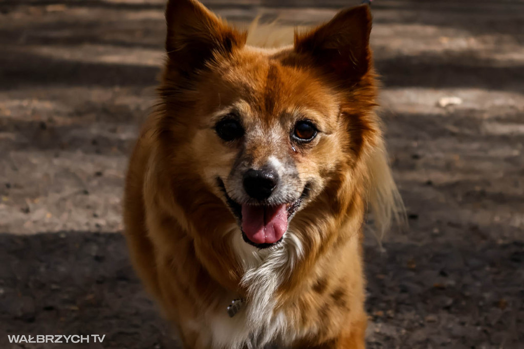 Spacer na Cztery Łapy - ostatni weekend kwietnia