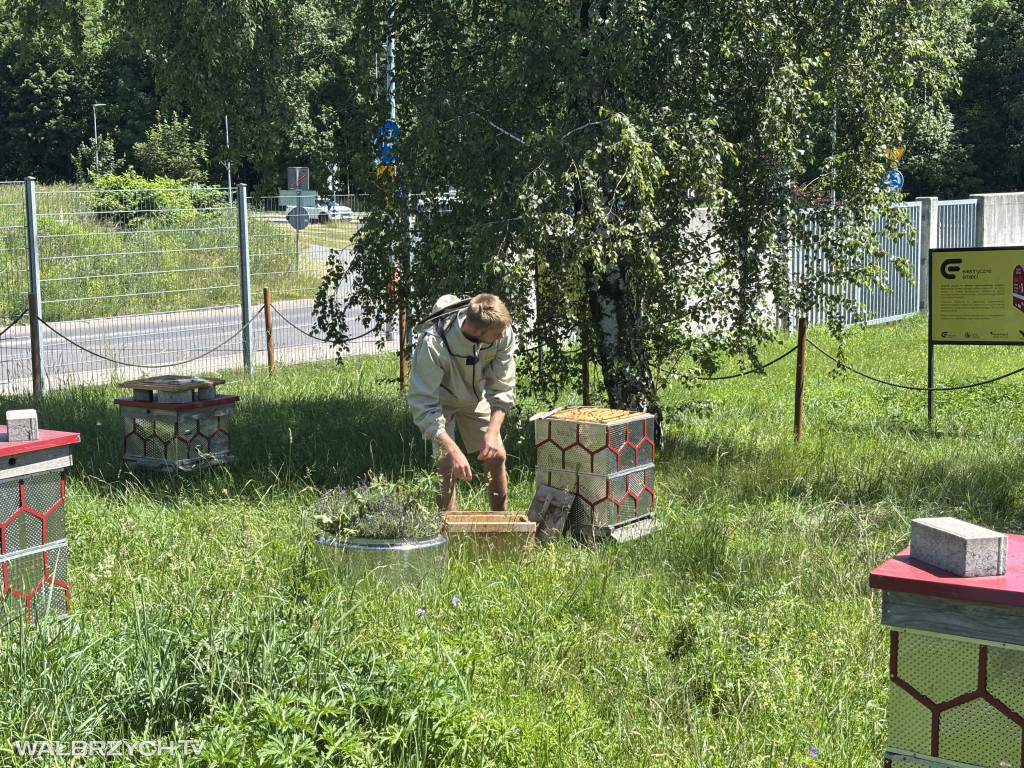 Miodobranie w Starej Kopalni