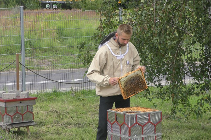 Miodobranie w Starej Kopalni