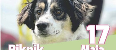 Piknik dla bezdomniaków-363