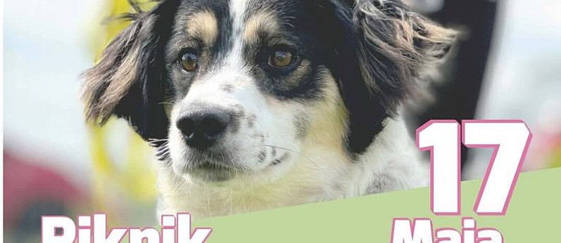 Piknik dla bezdomniaków