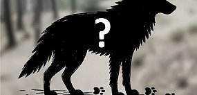 Wałbrzyszanie widują dzikie psy? A może to wilki?