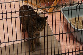 Nowe Schronisko dla bezdomnych zwierząt-717