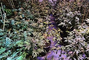 Wyeliminowali z rynku narkotyki o wartości ponad miliona złotych-21975