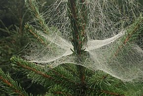 Kupujesz żywą choinkę na święta? Ten szczegół łatwo przeoczyć-22043