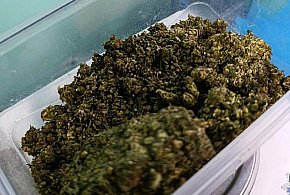 71-latek zatrzymany z marihuaną. Grożą mu 3 lata więzienia-22110