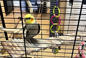 Papuga trafiła na komisariat-22125