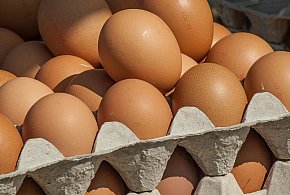Salmonella wykryta w jajach! GIS wydał pilne ostrzeżenie-22145