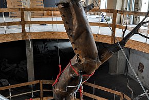 Muzeum Tygiel nabiera kształtów