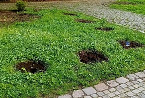 Kradzież w Parku im. Jana III Sobieskiego. Zniknęły nowe rośliny