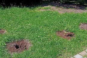 Kolejne kradzieże w Parku Sobieskiego. Znowu zniknęły hibiskusy