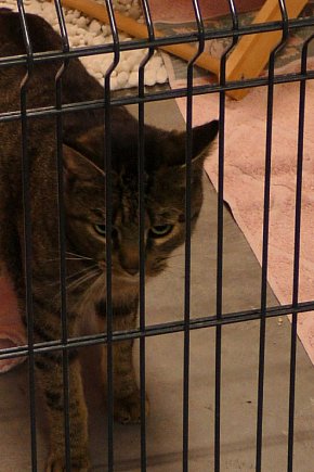 Nowe Schronisko dla bezdomnych zwierząt-717